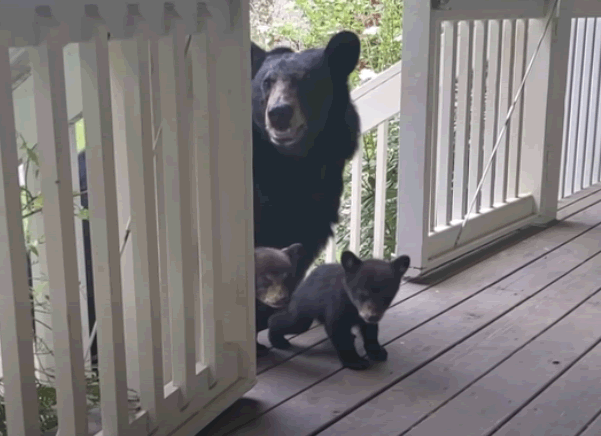 orso cuccioli