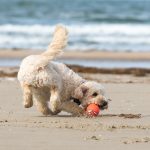 fido-che-gioca-con-palla-su-spiagge-per-cani