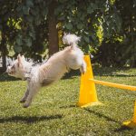 migliori-corsi-di-addestramento-cani-online