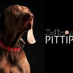 pitti-pets