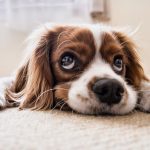 Problemi nella digestione del cane: quali sono i principali, le cause e i sintomi