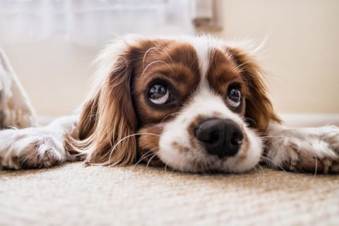 Problemi nella digestione del cane: quali sono i principali, le cause e i sintomi