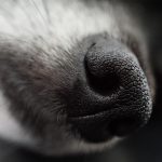 Cane avvelenato nel bresciano