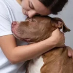 Dea, il Pit Bull dal passato difficile che ha salvato la vita della sua proprietaria