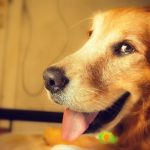 Scegliere un cane