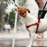 Colpo di calore, un pericolo per i nostri cani anche in vacanza