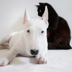 Assicurazione sanitaria cani e gatti domestici