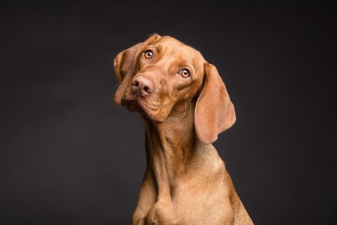 Perché il cane inclina la testa quando gli parli: significato, studi e curiosità