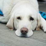 Il vaccino rende i cani autistici?