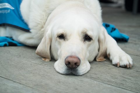 Il vaccino rende i cani autistici?