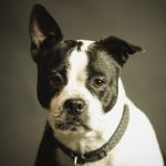 Memoria del cane