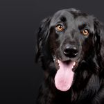 Assicurazione cane