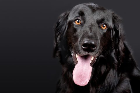 Assicurazione cane
