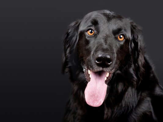 Assicurazione cane