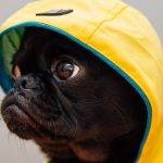 Cappottini e impermeabili per cani: guida inverno 2025