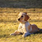 cane senza guinzaglio multa