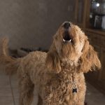 Il cane abbaia e disturba il vicinato
