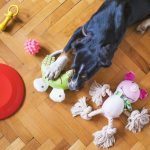 Giochi per cani: età e razza guidano la scelta