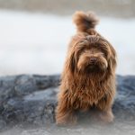 Casa calda e sicura: coperte e cucce riscaldate