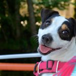 Pettorina per cani: quale scegliere nel 2025