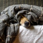 Dermatiti invernali nel cane rimedi e prevenzione