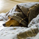 Ipotermia e assideramento nel cane cosa fare