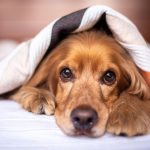 Influenza e tracheobronchite nel cane
